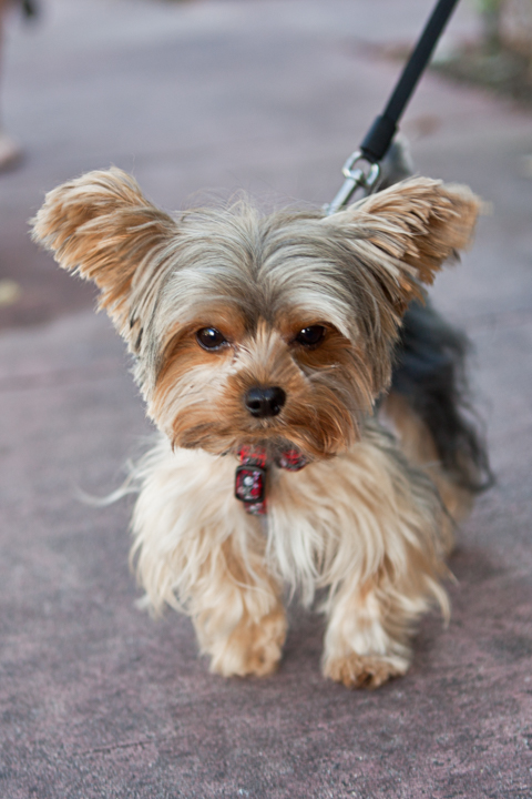 A small tan dog stands on pavement wearing a harness and leash.