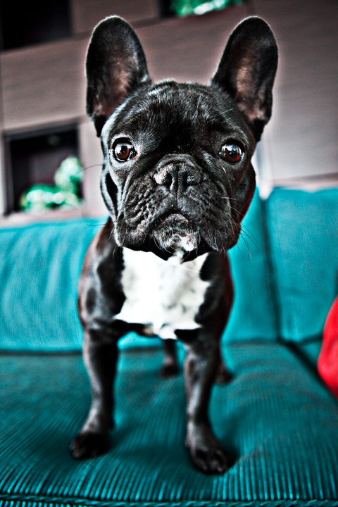 A dark-coated bulldog stands on a green upholstered chair.