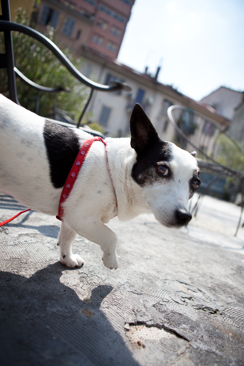 A small white and black dog walks across coastal rocks.