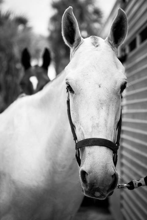 A white horse looks toward the camera in black and white.