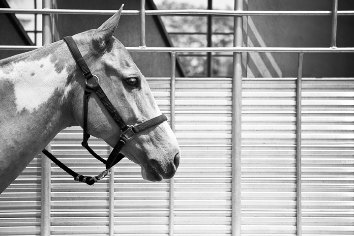 A bridled horse stands beside metal stable railings in black and white.