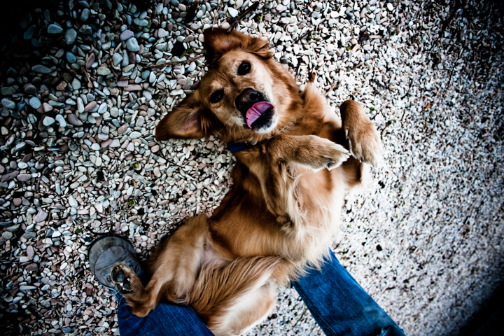 Dog resting on its back