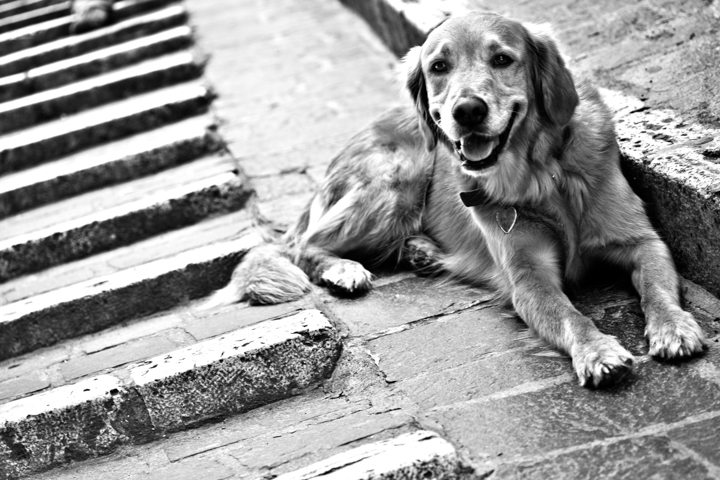 A long-haired dog rests on stone steps in black and white.