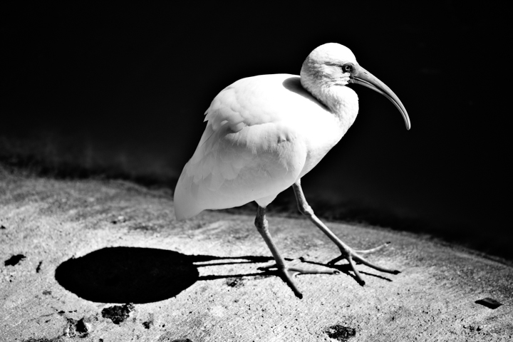 A white wading bird stands in sunlight against a dark background in black and white.