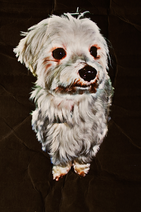 A small white dog stands on a dark floor.