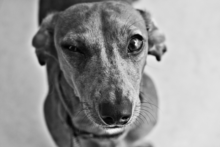 A long-faced dog looks toward the camera in a black-and-white close-up.