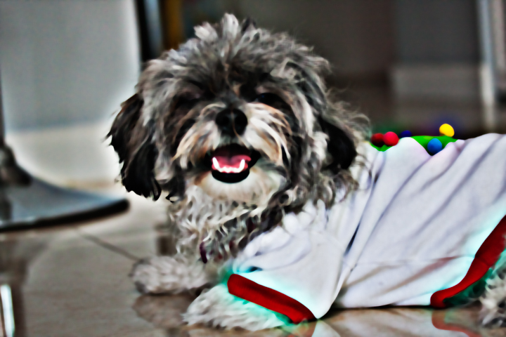 A small shaggy dog wearing a white shirt rests on a glossy floor.