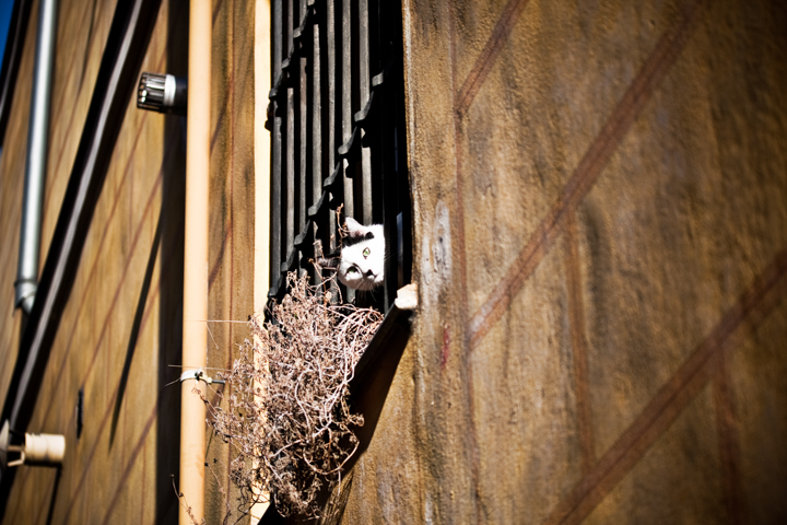 A cat peers through black window bars on a sunlit wall.