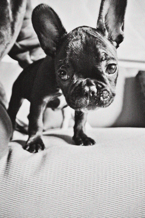 A small dark-coated bulldog stands on a pale sofa in black and white.