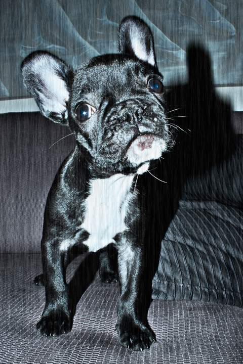A small dark-coated bulldog sits on a textured chair.