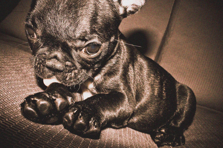 A small brindled bulldog rests with its front paws crossed.
