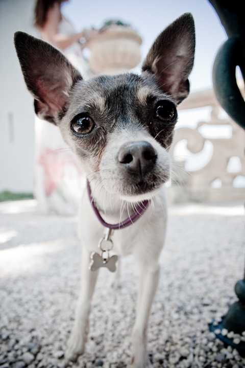 A small dog with upright ears stands outdoors wearing a collar.