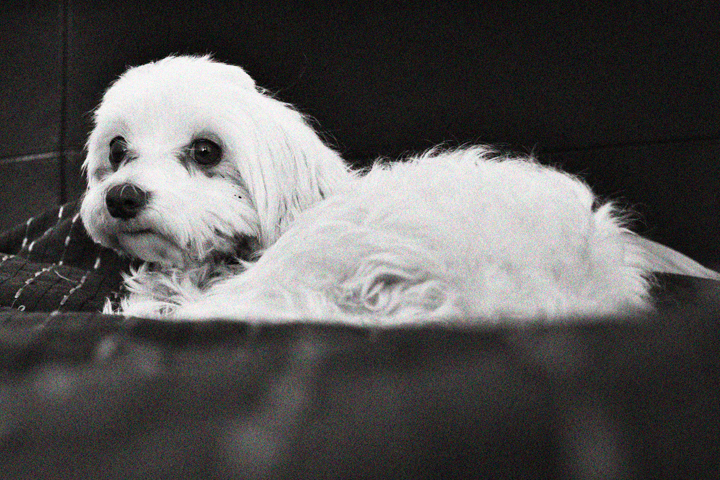 A small white dog rests on dark furniture in black and white.