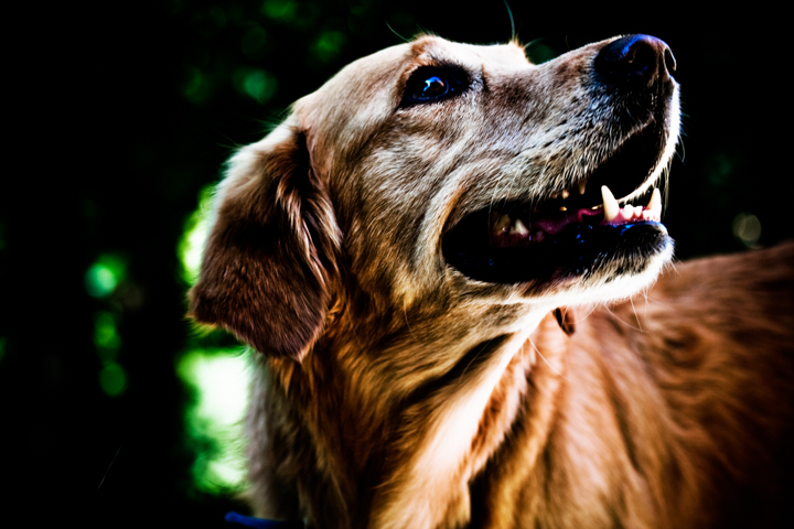 A long-haired brown dog looks upward in warm sunlight.