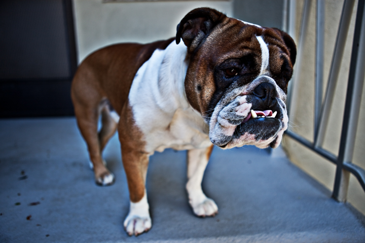 A brown and white bulldog stands beside a doorway.