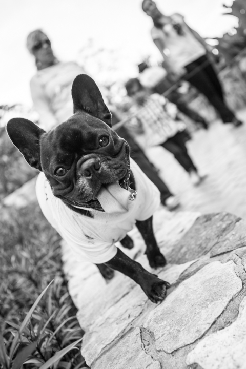 A dark-coated bulldog stands on a walkway in black and white.