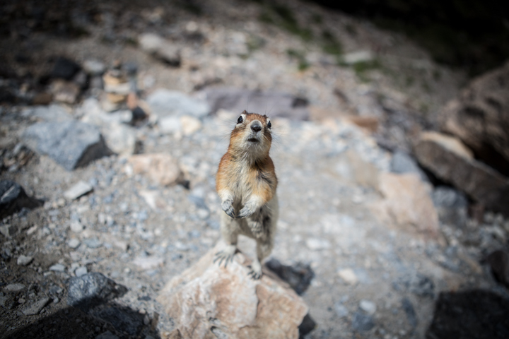 A squirrel stands upright on a rock.