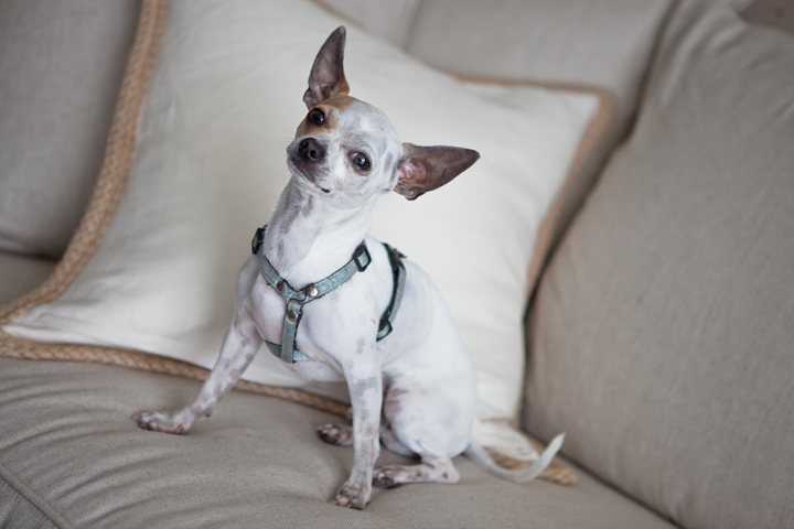 A small white and tan dog sits on a pale sofa.