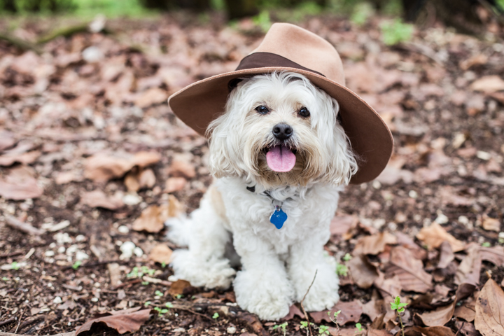 A small shaggy white dog wears a brown hat among fallen leaves.