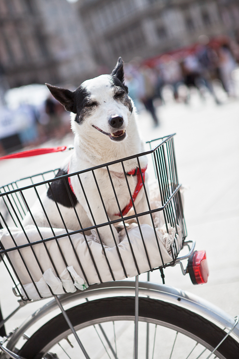 A small black and white dog sits in a bicycle basket.