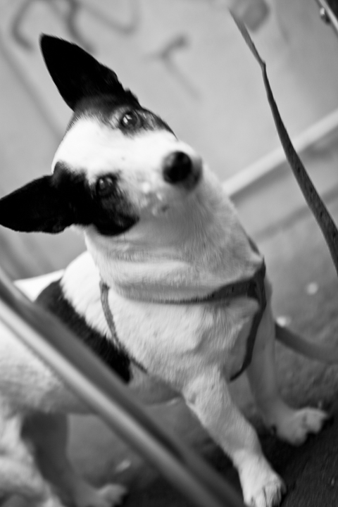 Black and white photograph of a dog