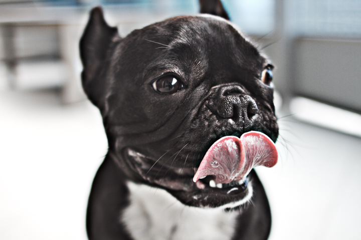 A dark-coated bulldog licks its nose in a close-up photograph.