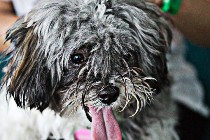 A shaggy dark-coated dog pants in a close-up portrait.