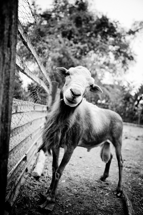 A horse stands beside a wooden fence in black and white.