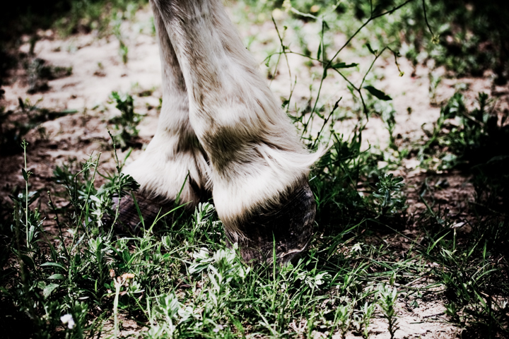 A horse's feathered legs and hooves stand on grass and soil.