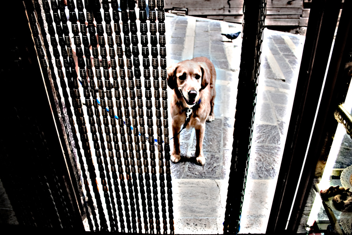 A brown dog peers through an open metal gate.