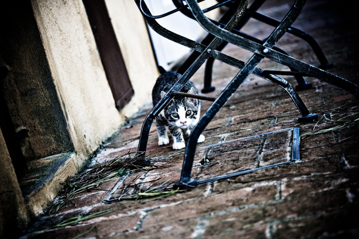 A black and white cat crouches beneath a metal chair.