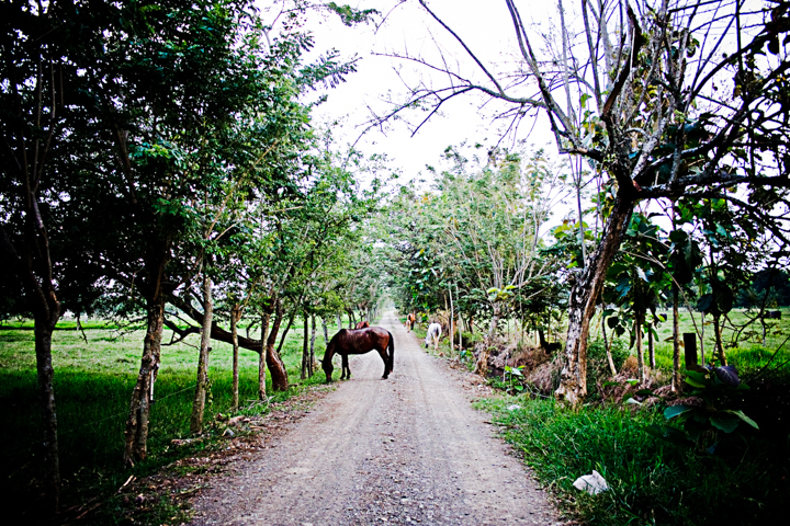 A horse stands across a tree-lined country path.