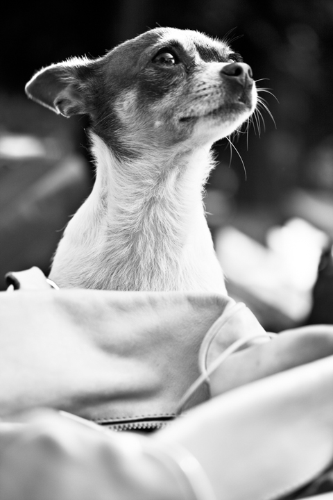 A small dog looks upward from soft bedding in black and white.