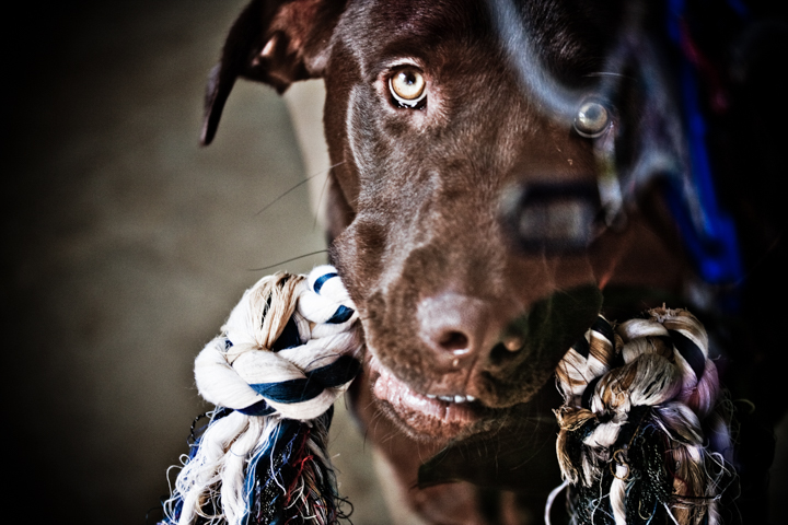A brown dog holds a knotted rope toy in its mouth.