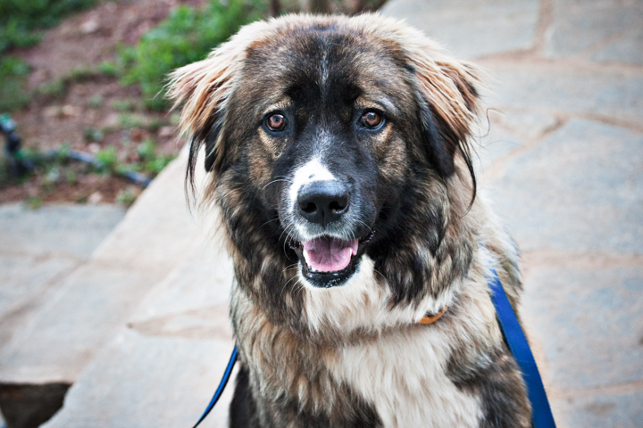 A long-haired brown dog looks toward the camera beside a path.