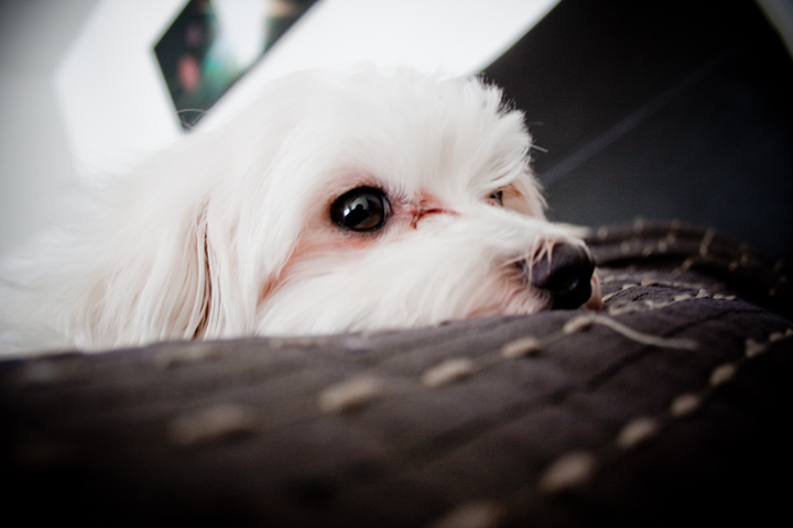 White dog resting