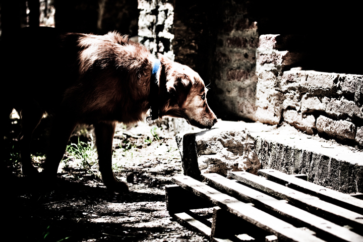 A brown dog stands beside a wooden bench in strong sunlight.
