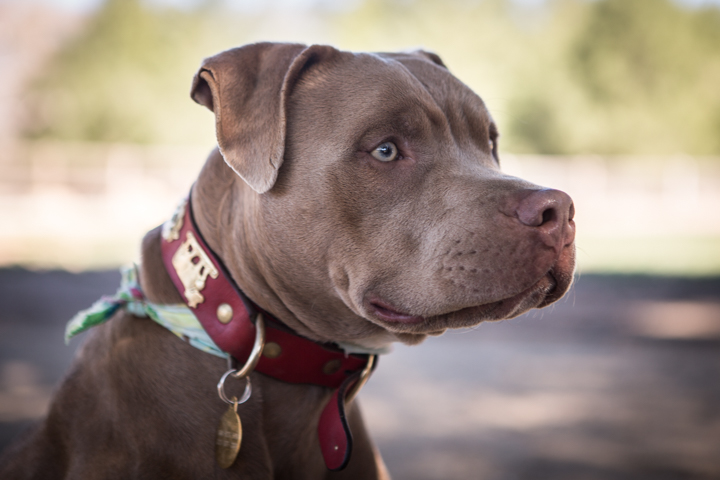 A gray dog wearing a red collar looks to the side outdoors.