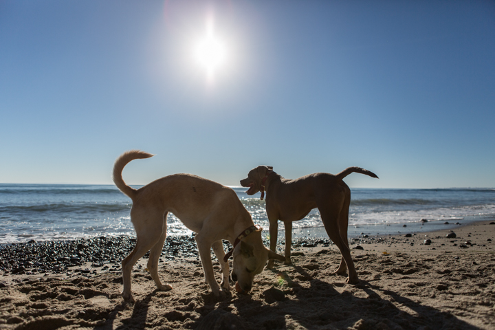Dogs playing beside the sea