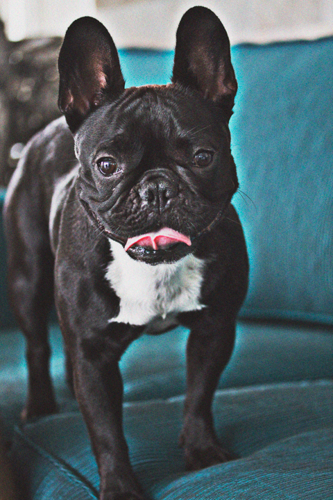 A dark-coated bulldog stands on a turquoise upholstered chair.