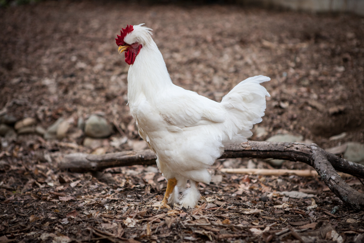 A white chicken stands among leaves and twigs.