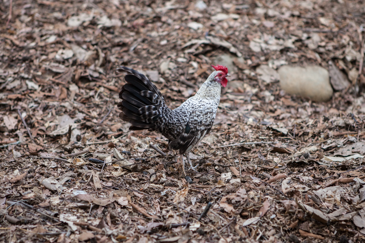 A black and white patterned chicken walks across dry ground.