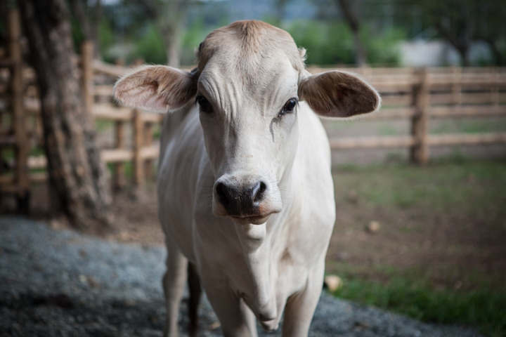 A pale gray cow looks toward the camera beside a wooden fence.
