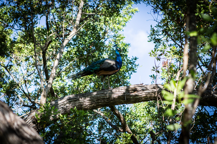 A peacock perches high on a branch among leafy trees.