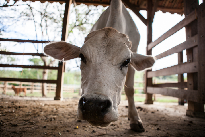 A pale cow lowers its head beneath wooden shelter beams.